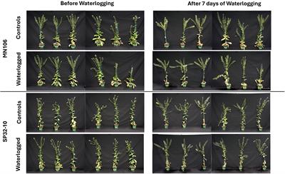 Morpho-physiological and transcriptomic responses of field pennycress to waterlogging
